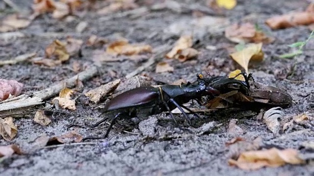 雄甲虫鹿在地上推着一只被压死的甲虫视频素材