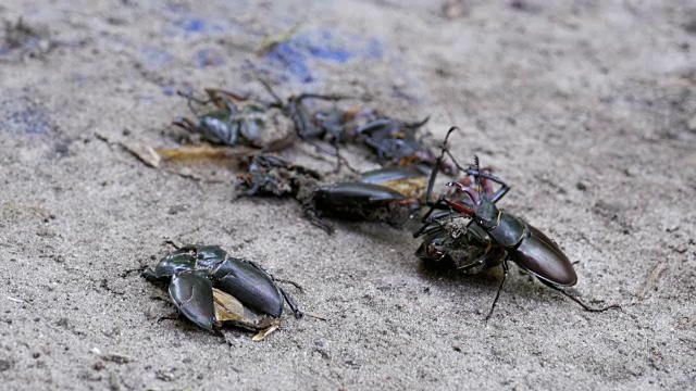 雄甲虫鹿在地上推着一只被压死的甲虫视频素材