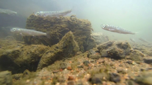 水下;日本福冈放生三文鱼视频素材