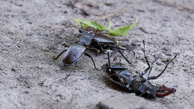 雄甲虫鹿在地上推着一只被压死的甲虫视频素材