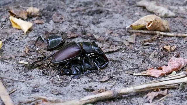 雄甲虫鹿在地上推着一只被压死的甲虫视频素材