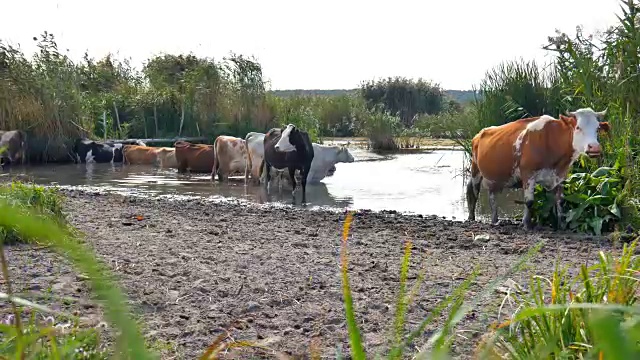 牛在河。喝河水的牛。牛喝水。视频素材