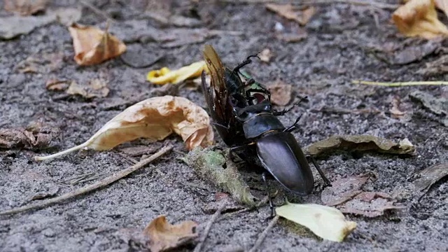 雄甲虫鹿在地上推着一只被压死的甲虫视频素材