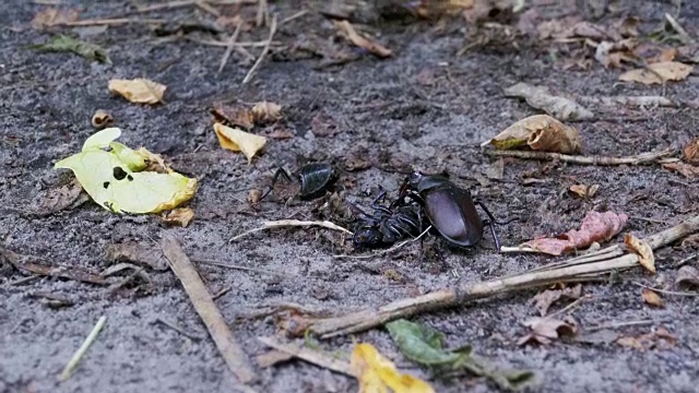 雄甲虫鹿在地上推着一只被压死的甲虫视频素材