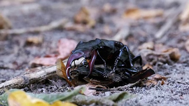 雄甲虫鹿在地上推着一只被压死的甲虫视频素材