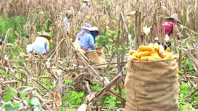 农民们收割玉米视频素材