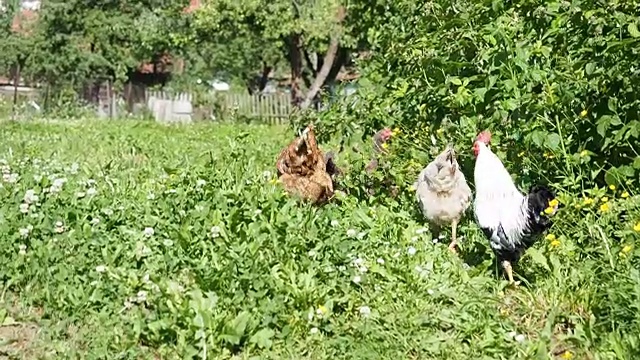 放养的公鸡和小鸡在花园里吃草视频素材