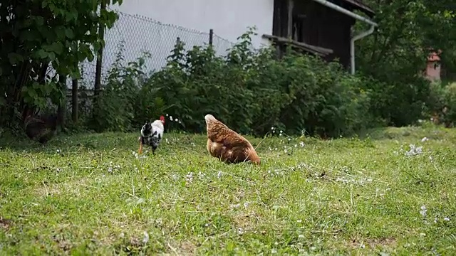 放养的公鸡和小鸡在花园里吃草视频素材