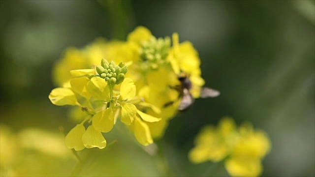 蜜蜂从芥菜花蜜中采集花蜜的慢动作。视频素材