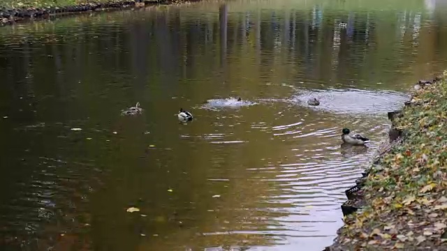 鸟儿在城市公园的池塘里游泳视频素材