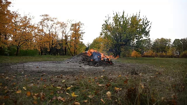 篝火在森林的空地上视频下载