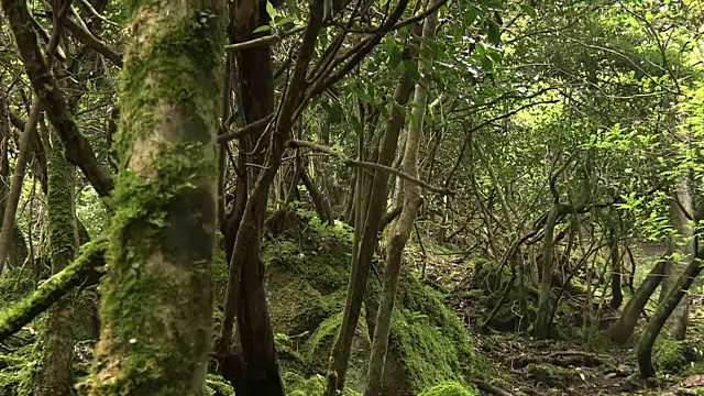 日本福冈昂加河上游的森林视频素材