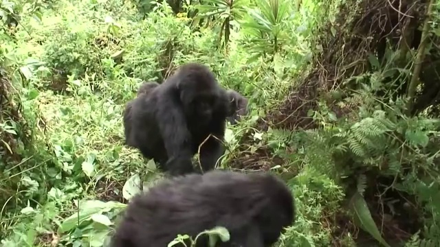 野生大猩猩动物卢旺达非洲热带森林视频素材