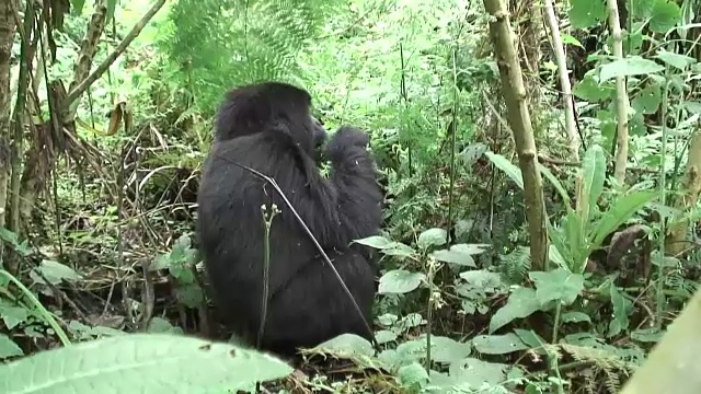 野生大猩猩动物卢旺达非洲热带森林视频素材