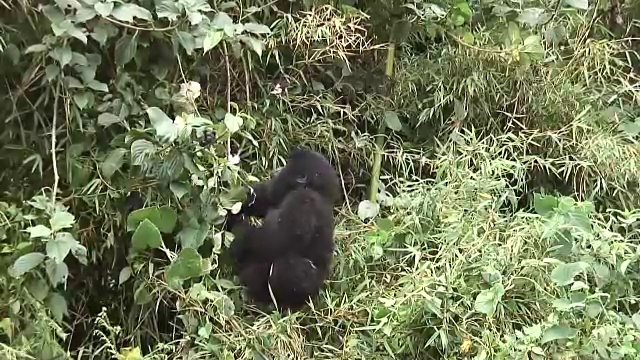 野生大猩猩动物卢旺达非洲热带森林视频素材