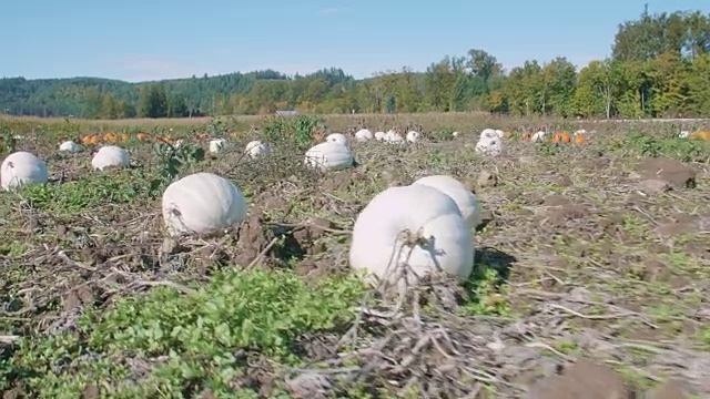 特写南瓜地露米娜和橙色南瓜视频素材