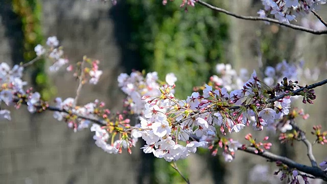 樱花日本樱花与粉红色的花视频素材