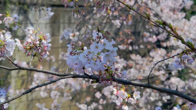 樱花日本樱花与粉红色的花视频素材