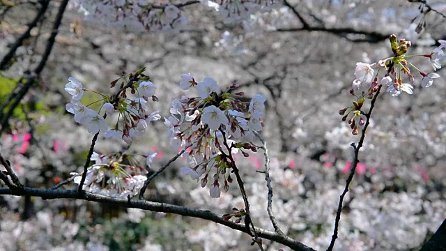 樱花日本樱花与粉红色的花视频素材