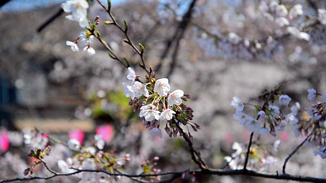 樱花日本樱花与粉红色的花视频素材