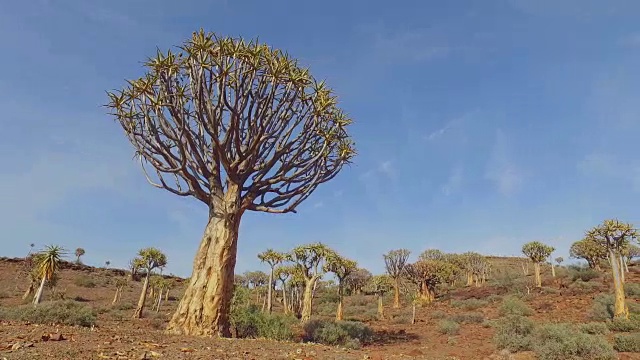 箭袋树景观视频素材