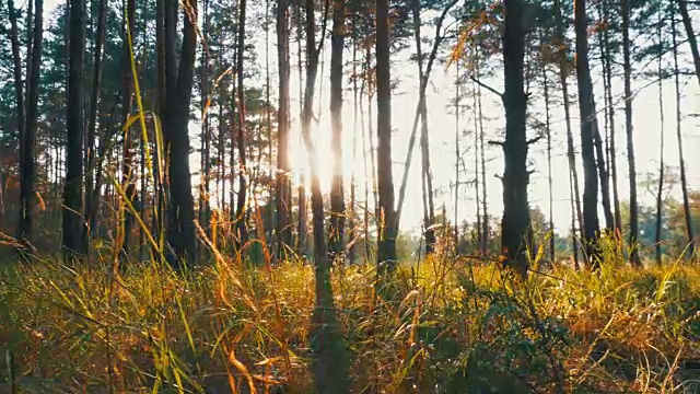 夕阳下的森林视频素材