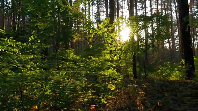 夕阳下的森林视频素材