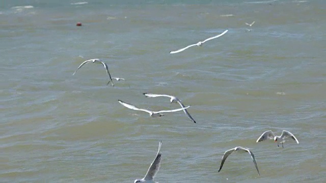 一群海鸥低低地飞过海浪，吃着面包视频素材