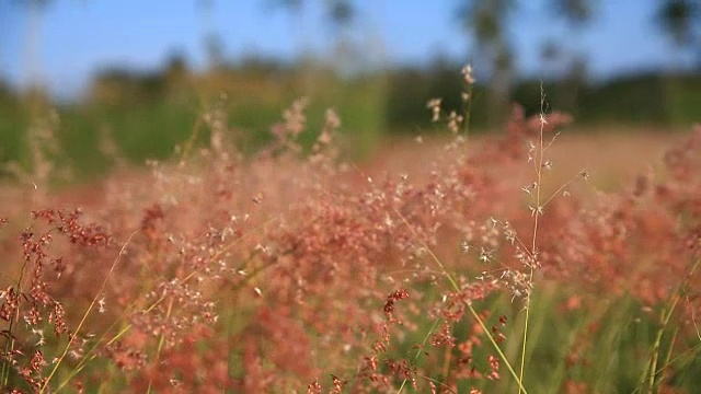 山草花日落风。视频素材