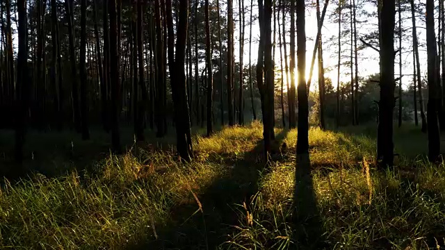 夕阳下的森林视频素材