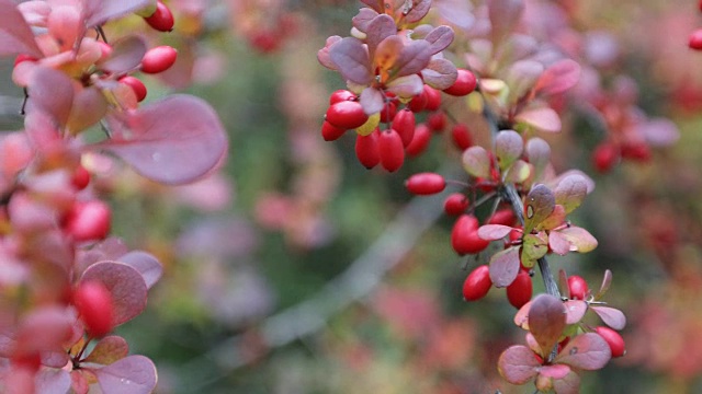 秋天公园里黄色、橙色和红色的秋叶。自然背景。视频素材