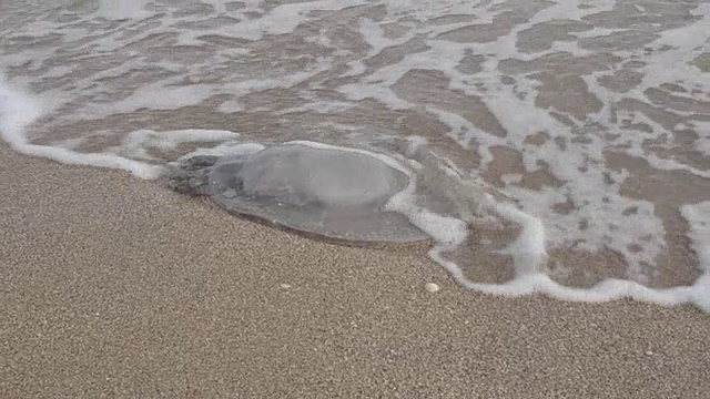 水母在沙地上。视频素材