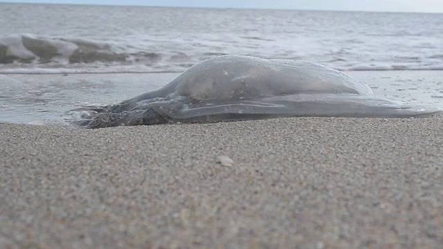 水母在沙地上。视频素材