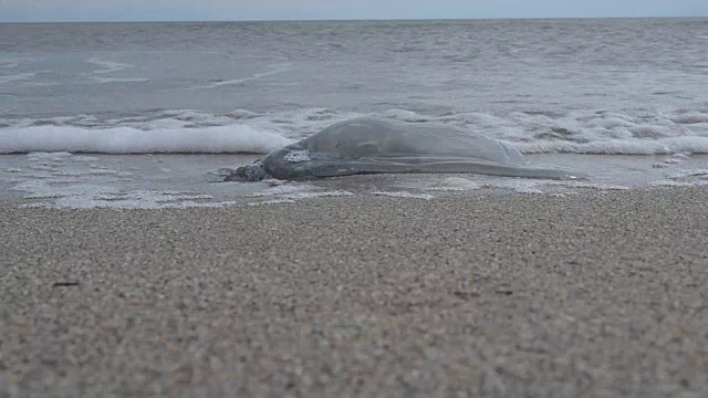 水母在沙地上。视频素材