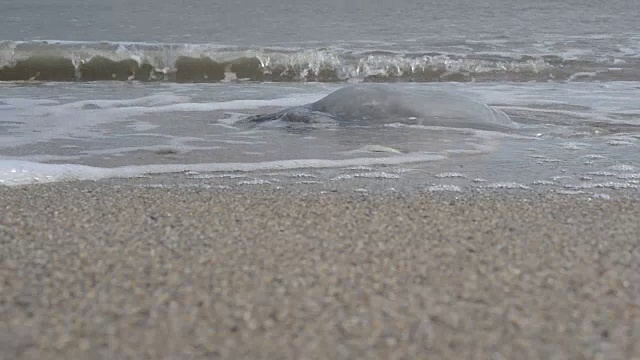 水母在沙地上。视频素材