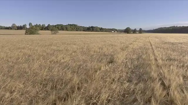 空中麦田视频下载