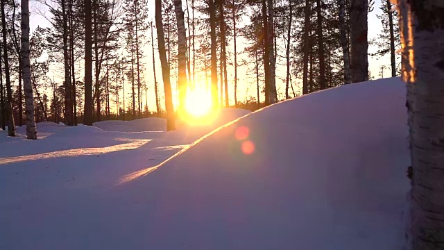 晚霞照耀着光秃秃的白桦树顶和冬天森林里雪白的云杉视频素材