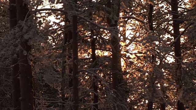 近距离观察:金色的冬日阳光照耀着覆盖在新雪中的霜冻森林视频素材