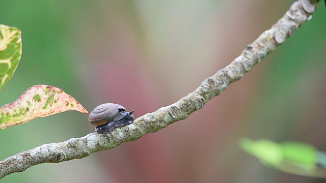蜗牛是一种无脊椎动物，是野生动植物视频素材