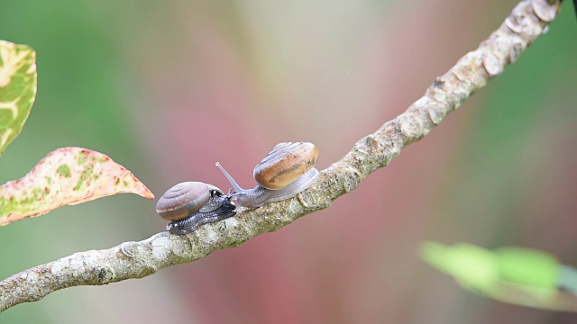 蜗牛是一种无脊椎动物，是野生动植物视频素材