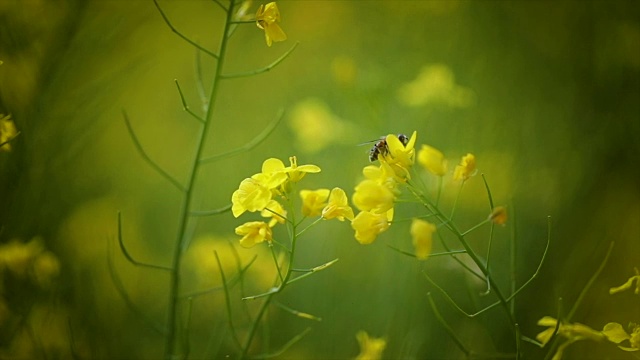 蜜蜂从芥菜花蜜中采集花蜜的慢动作。视频素材