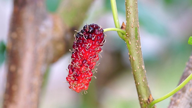 植物上有黑桑椹浆果。视频素材