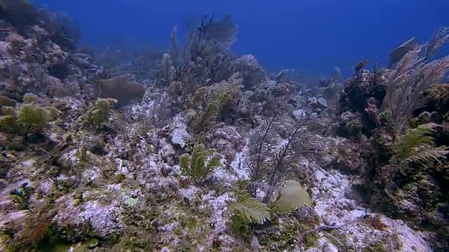 在加勒比海靠近阿库马尔湾的玛雅大堡礁潜水-里维埃拉玛雅/科苏梅尔，金塔纳罗奥，墨西哥视频素材