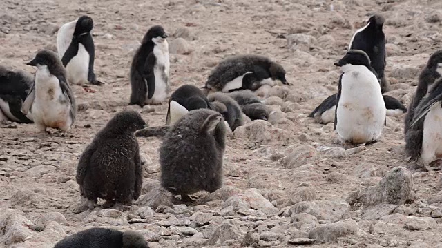 阿德利企鹅在海滩上散步视频素材