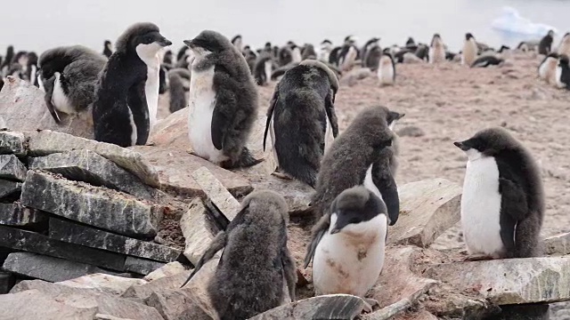 阿德利企鹅在海滩上散步视频素材