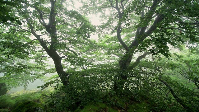 在一个雾蒙蒙的早晨在山顶上的森林，霍夫比伯，米尔斯堡山，罗恩山山脉，黑塞，德国视频素材