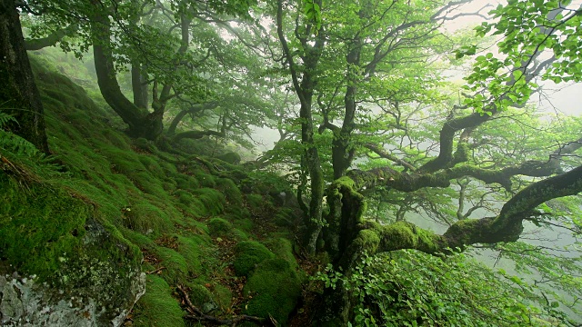 在一个雾蒙蒙的早晨在山顶上的森林，霍夫比伯，米尔斯堡山，罗恩山山脉，黑塞，德国视频素材