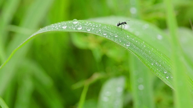 雨滴落在绿色的草地上视频素材