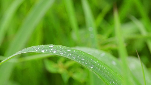 雨滴落在绿色的草地上视频素材