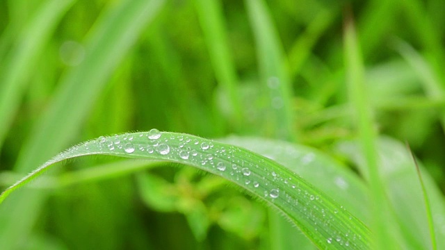 雨滴落在绿色的草地上视频素材